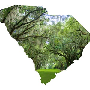 SC Shape - Live Oaks at Charles Towne Landing - South Carolina Photography Home Decor Fine Art Print of Note Cards