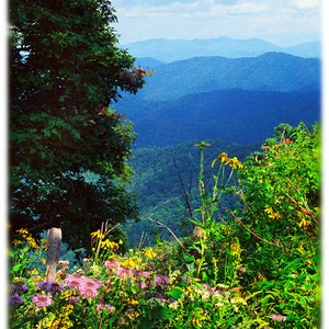 Wildflowers in the Blue Ridge Mountains, North Carolina Photography - Appalachian Home Decor Fine Art Print or Note Cards