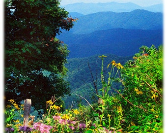 Wildflowers in the Blue Ridge Mountains
