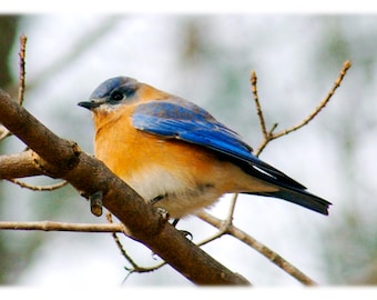Östliche Drossel, Wildvogel Fotografie - Natur, Tier Wohnkultur Fine Art Print oder Grußkarten