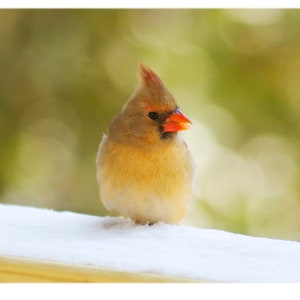 Cardinal in the Snow, Wild Bird Photography - Nature, Animal Home Decor Fine Art Print or Note Cards