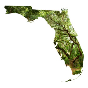 Pode incluir: Uma imagem verde e marrom do estado da Flórida com uma cena de floresta dentro do contorno do estado.