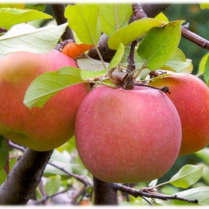 Fuji Apples, North Carolina Fotografie - Kitchen Home Decor oder Lehrer Geschenk - Fine Art Print oder Notizkarten Set