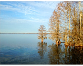 Cypress Trees in Lake Marion, Santee State Park - Nature, South Carolina Home Decor Fine Art Print or Note Cards