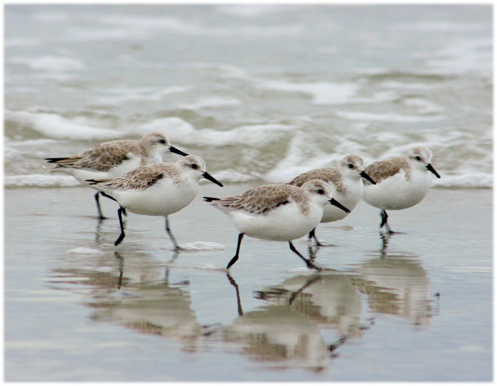 Sandpipers in the Surf, Coastal North Carolina Photography Coastal