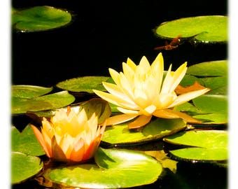 Water Lilies, Duke Gardens, Durham, North Carolina Photography - Floral, Nature Home Decor Fine Art Print or Note Card Set