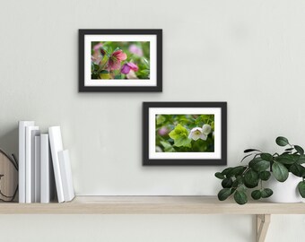 Hellebore Blossoms, Lenten Roses Print Set - Set of 2 Photos - Nature, Floral, Spring, Botanical Home Decor Fine Art Prints