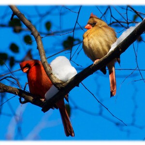 Pareja Cardinal, Fotografía de Aves Silvestres - Naturaleza, Decoración de Casa Animal Impresión de Bellas Artes o Tarjetas de Notas