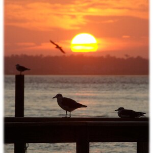 Gabbiani al tramonto, Fotografia della Carolina del Nord - Spiaggia, Arredamento costiero Fine Art Print o Set di note card