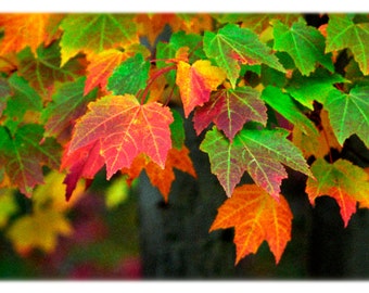 Autumn Leaves Photography - North Carolina Nature, Fall, Home Decor Fine Art Print or Note Card Set