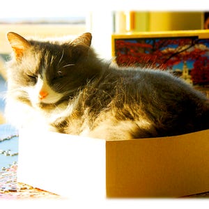 May include: A gray and white cat sleeping in a cardboard box. The cat is curled up in the box, with its head resting on its paws. The box is sitting on a table, and there is a window in the background.