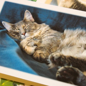 Feline Friends Note Cards - Set of 4 Photographs - Pet, Cat Stationery