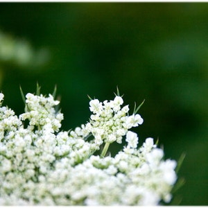 Queen Anne's Lace, Flower Photography - North Carolina, Nature, Floral Home Decor Fine Art Print or Note Cards
