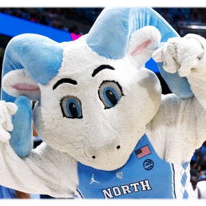 UNC-Chapel Hill Basketball Rameses Jr, North Carolina Photography - UNC-CH, College Home Decor Fine Art Print or Note Card Set