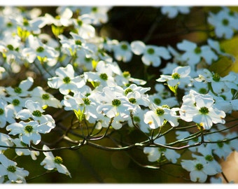 Dogwood Blossoms, North Carolina Photography - Nature, Floral, Easter, Spring Home Decor Fine Art Print or Note Card Set