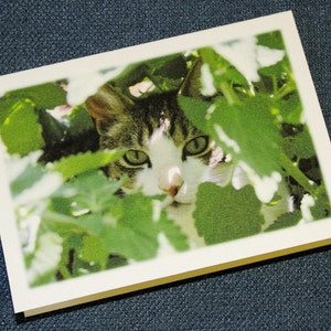 Green Eyed Cat in Garden Photography Pet, Animal Home Decor Fine Art Print or Note Cards image 2