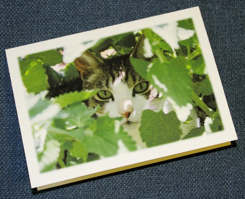 Green Eyed Cat in Garden Photography Pet, Animal Home Decor Fine Art Print or Note Cards image 2