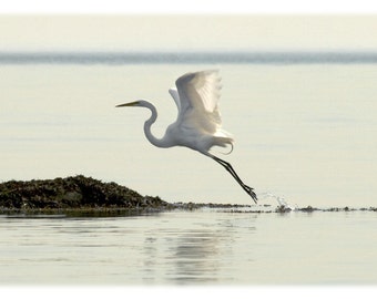 Great Egret Takes Flight, Wildlife Photography - Nature, Coastal Home Decor Fine Art Print or Note Card Set