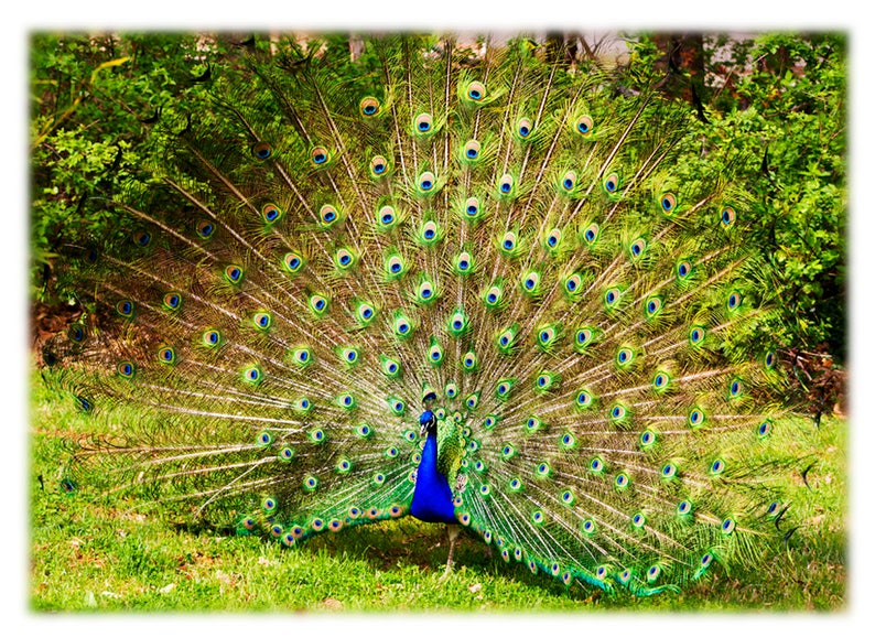 Peacock Bird Photography Nature, Wildlife, North Carolina Home Decor