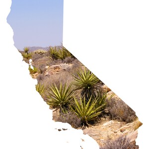 California Map Art - Joshua Tree Cacti - CA Fotografie Home Decor Fine Art Print oder Notizkarten