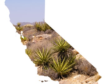 California Map Art - Joshua Tree Cacti - CA Photography Home Decor Fine Art Print or Note Cards