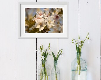 Pale Pink Crabapple Blossoms Photograph - North Carolina Nature, Floral, Garden Home Decor Fine Art Print or Note Card Set