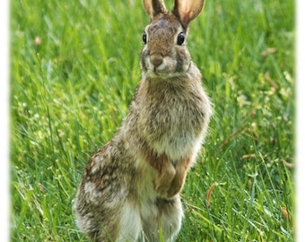 Cottontail Rabbit, Nature Photography North Carolina, Cute