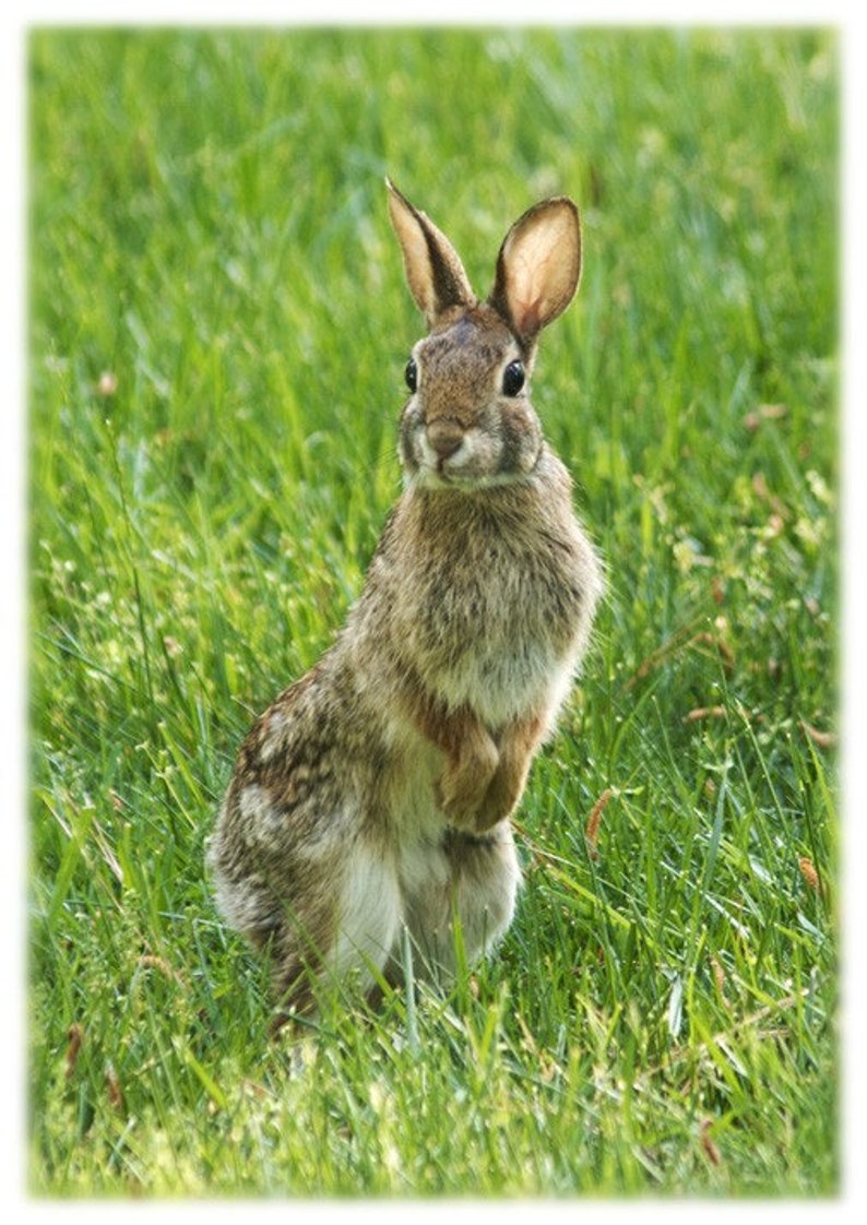 Cottontail Rabbit Nature Photography North Carolina Cute Etsy