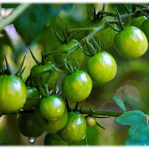 Tomates cerises vertes, Caroline du Nord Photographie - Nature, Décoration de jardin Impression d’art ou jeu de cartes à notes