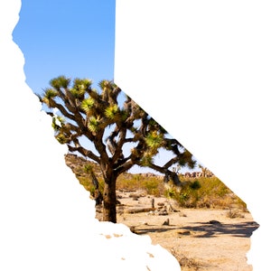 Könnte beinhalten: Ein Joshua-Baum in der Mojave-Wüste, ein beliebtes Reiseziel in Kalifornien. Der Baum befindet sich in der Mitte des Bildes, mit einem blauen Himmel im Hintergrund.