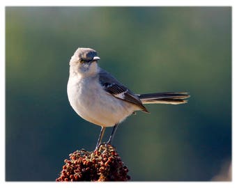 Northern Mockingbird - Wild Bird Photography - Nature, Wildlife, South Carolina Home Decor Fine Art Print or Note Cards