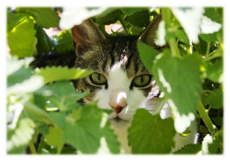 Green Eyed Cat in Garden Photography Pet, Animal Home Decor Fine Art Print or Note Cards image 1