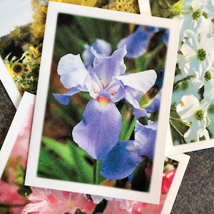 May include: A close-up of a purple iris flower with a white border. The flower is in focus, and the background is blurred.