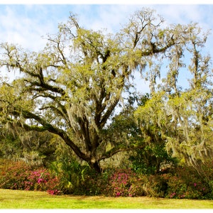 May include: A large oak tree with long, flowing Spanish moss hanging from its branches. The tree is surrounded by lush green foliage and pink flowers.