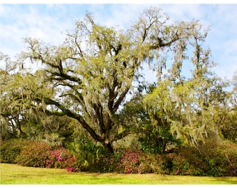 Live Oak Tree in Spring - Nature, South Carolina Home Decor Fine Art Print or Note Cards