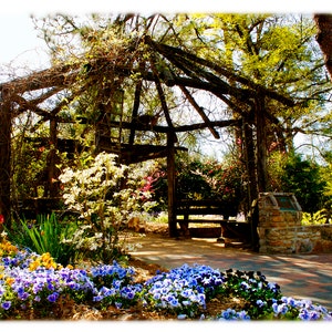 UNC-Chapel Hill Coker Arboretum Native Vine Arbor Photographie - UNC-CH, College Home Decor Fine Art Print ou Jeu de cartes de notes