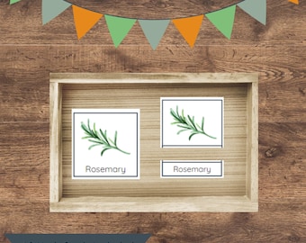 Schede Montessori sulle erbe in 3 parti: vocabolario botanico (download digitale)