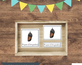 Butterfly Life Cycle Montessori 3-Part Cards & Poster | Science and Insects Activity (Digital Download)