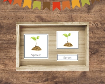 Pumpkin Life Cycle Montessori Cards & Poster: Fall Science (PDF)