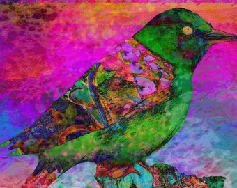 Impressão de arte de pássaro do paraíso, pintura de pássaro, impressões de arquivo de mídia mista, impressões de arte de pássaro