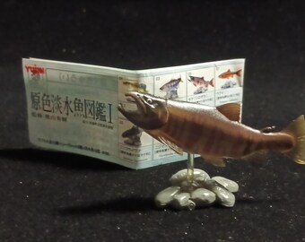 Freshwater Fish Encyclopedia 1: Chum Salmon, Yujin