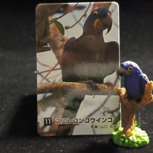 以下が含まれることがあります： 茶色の枝に止まっている青と黄色の鳥のミニチュアフィギュア。その隣には、枝に止まっている大きな青いオウムの写真が写ったカードがあります。カードには日本語のテキストが書かれています。