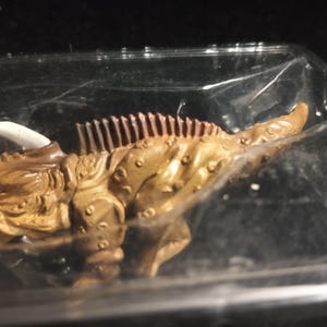 May include: A detailed, brown figurine of a creature with a spiky back, white tusks, and a textured body. The figurine is encased in clear plastic, suggesting it is a collectible or toy.