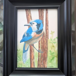 Blue Jay Bird Watercolor Painting, Original Artwork