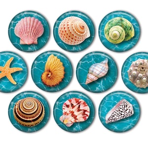 Colorful Tropical Shell Pin Back Buttons, Backpack Pins, Jacket Buttons, Flat Back Buttons, Party Favors, Seashell Pins, Beach Fashion
