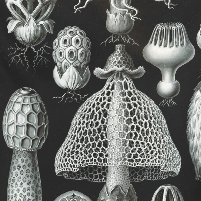 Mushroom Tapestry Black and White Wall Art Mushroom Etsy