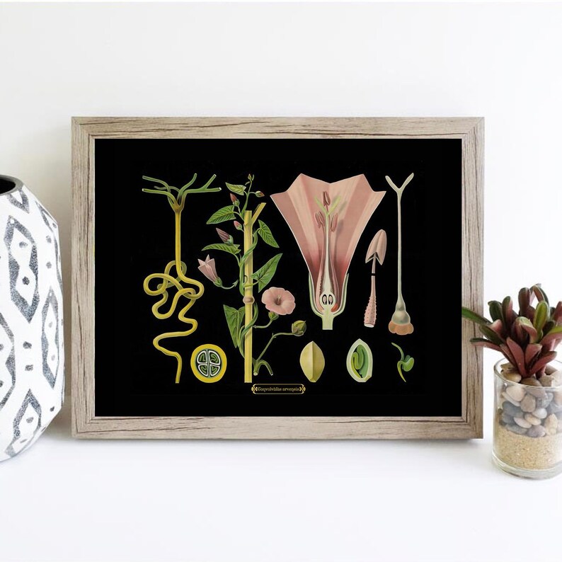 Flower Illustration Artistic Gifts Cool Gifts Vintage Print Bedroom Art Floral Print Flower Poster Famous Art Scientific Print