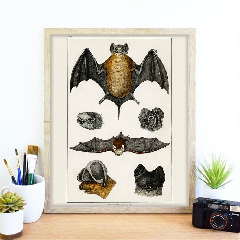 Vintage Mammal Wall Art Retro Illustration Bat Wings Realistic Sketch Poster Fun Nature Drawing Animal Home Decor Cool Bat Art Print Art Collectibles Prints Efp Osteology Org