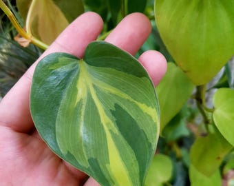 May include: Close-up of a heart-shaped leaf with a vibrant mix of green and yellow variegation. The leaf is held in a hand, showcasing its detailed patterns and textures. Other green leaves are in the background, suggesting a plant or garden setting.