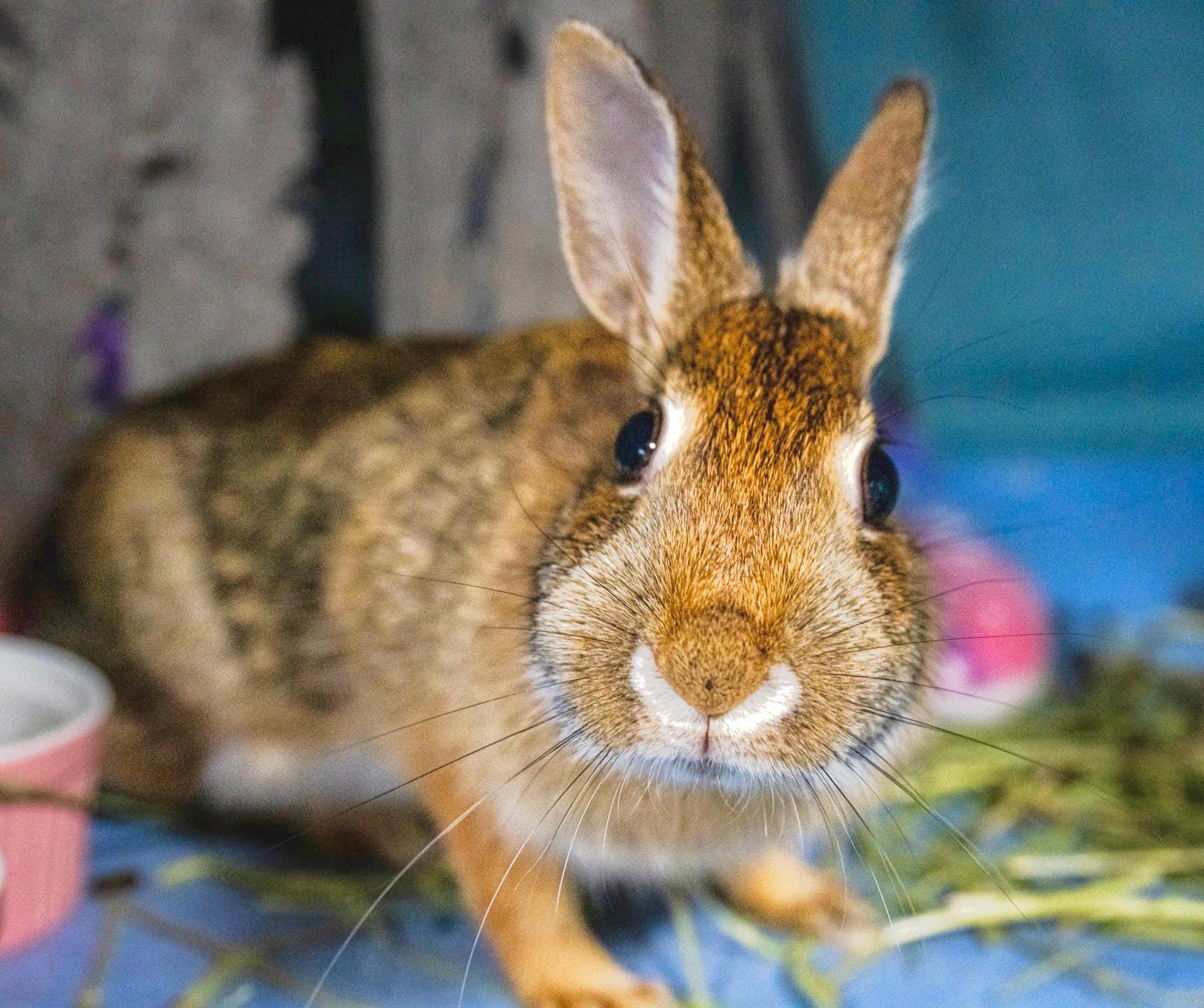 Symbolic Rabbit Adoption: Roo the New England Cottontail - Etsy
